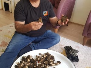 Konya’da Kilosu 350 Liradan Alımı Yapılan Kuzugöbeği Hasadı Başladı