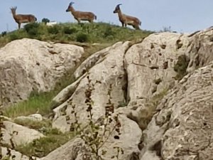 Koruma Altındaki Dağ Keçileri Harput’ta Görüntülendi