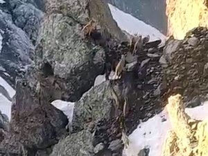 Yüksekova’da Sürü Halinde Dağ Keçileri Görüntülendi