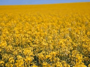 Ayçiçek Yağına Rakip Olarak Ön Plana Çıkan Kanolada Ekim Alanı 9 Kat Arttı