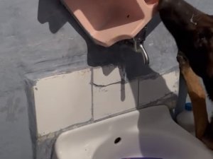 İ̇stanbul’da “Şevko” Lakaplı Uyuşturucu Taciri Operasyonla Yakalandı