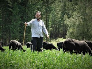 Yurt Dışından Getirdiği Koyunlardan Almak İsteyenlere 10 Ay Sonrasına Sıra Veriyor