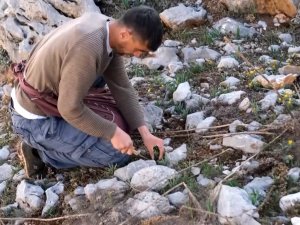 Sarp Dağlarda Yetişen Eşsiz Lezzet: ‘Çiriş Otu’
