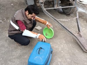 Cüce Yarasa Tekrar Doğaya Bırakıldı