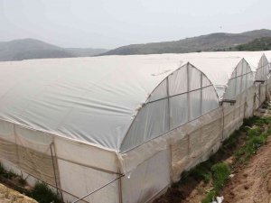 Kara Kışta Zarar Gören Seralar Yeniden Üretime Geçti