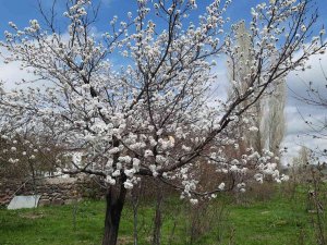 Kars’ta Meyve Ağaçları Çiçek Açmaya Başladı