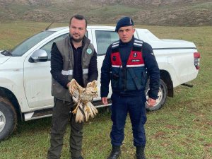 Yaralı Bulunan Kızıl Şahin Tedavi Altına Alındı