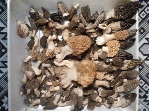 Kuzugöbeği Avcıları Bayramda İş Başında