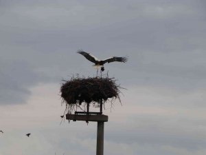 Leylekler Elektrik Direğini Yuva Yaptı