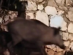 Antalya’da Evin Bahçesine Giren Domuz Ev Sahibini Neye Uğradığını Şaşırttı