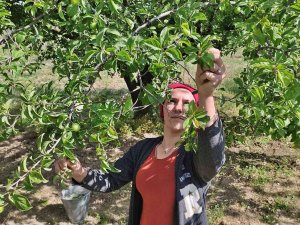 Manisa’da "Dumanlı Papaz Eriği" Hasadı Başladı
