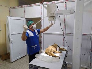 Hakkari’de Veteriner Ekiplerinin Bayram Mesaisi