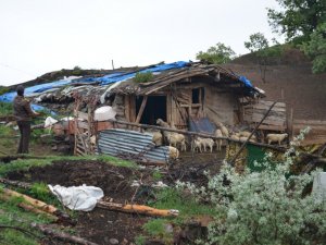 Çorum’da Köye İnen Aç Kurtlar 24 Küçükbaş Hayvanı Telef Etti