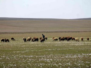 Bayburt’ta Yaylalar Koyun Sürüleriyle Renklendi