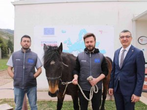 At İle İnsan İlişkisi İçerisinde Hippoterapi Yöntemi