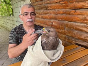Bitkin Halde Bulunan Şahin Tedavi Altına Alındı
