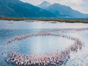Eber Gölü’nde Süzülen Flamingolar Güzellikleriyle Mest Etti