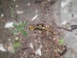Tunceli’de Benekli Semender Görüntülendi