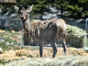 Doğal Yaşam Parkı’ndaki Kızıl Geyiklerin Yeni Yuvası Spil Dağı