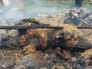 Kırklareli’nde Ağıl Yangını: 1 İnek Telef Oldu