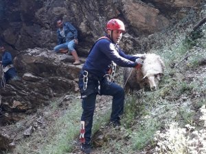 Uçurumda Mahsur Kalan Koyun Ve Kuzu Kurtarıldı