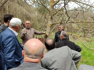 Kastamonu’da Üreticilere ’Meyve Ağaçlarında Budama Ve Aşılama’ Eğitimi Verildi