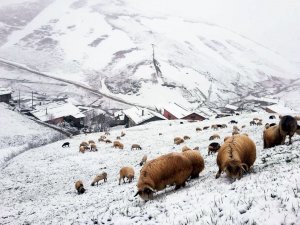 Bayburt - Trabzon Arasındaki Yaylalarda Kar Yağışı Etkili Oldu