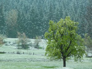 Artvin’in Yüksek Kesimlerinde Kar Etkili Oldu