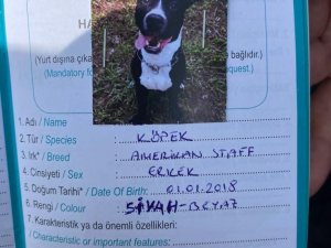 Kartal’da Keçiyi Telef Eden Pitbull Cinsi Köpek Yakalandı