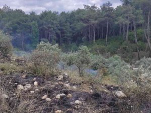 Zeytinlik Alanda Çıkan Yangın Ormana Sıçramadan Söndürüldü