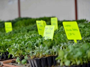 Başkan Kavuş: "Konya Fide Meram Çiftçisinin Rekabet Gücünü Arttırıyor"