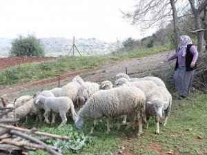 Kadın Üreticilere Verilen Koyunlar Kuzulamaya Başladı