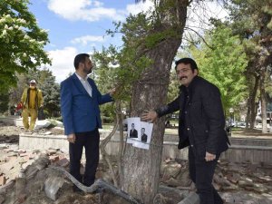 Burdur Belediyesinin Kestiği Yarım Asırlık Çam Ağaçları İçin Zincirli Eylem