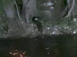Nesli Tükenmekte Olan Su Samurları Görüntülendi