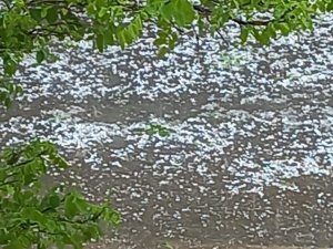 Doğanşehir’de Dolu Yağışı Kayısıya Zarar Verdi
