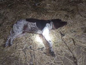 Tavuklarına Zarar Verdiği Gerekçesiyle Kuzeninin Köpeğini Vurdu
