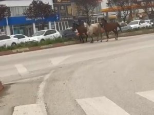 Başıboş Atlar Karayolunda Kazaya Davetiye Çıkardı