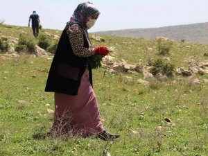 Şırnaklıların Yeni Geçim Kaynağı ‘Yılanyastığı’ İhracatı