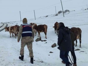 Ardahan’da Hayvan Otlatırken Kaybolan Yaşlı Kadın Bulundu