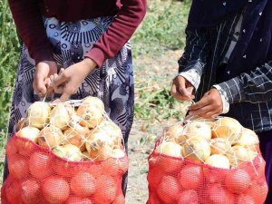 Kuru Soğan Zam Şampiyonu Oldu