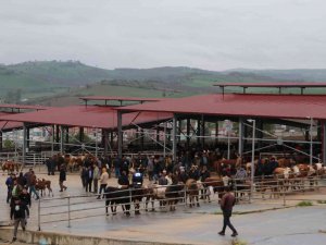 Havza Kapalı Canlı Hayvan Pazarı Açıldı