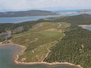 Ayvalık’ta Yanan Ormanlık Alanlarda Yeşil Yeniden Hayat Buluyor