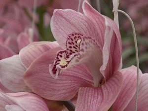 Çiçek Kenti Yalova’da Anneler Günü Telaşı