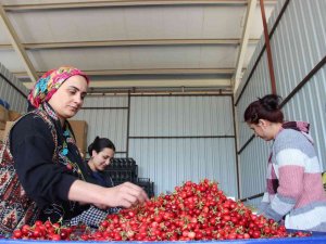 Kirazda Fiyatlar Düştü