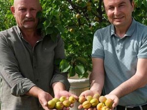 Mersin’de Sofralık Kayısı Hasadı Başladı