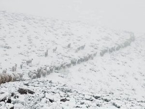 Aniden Bastıran Kar Yağışı Yüksekova’yı Beyaza Bürüdü