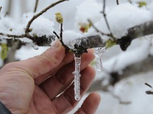 Meteorolojiden Zirai Don Ve Kırağı Uyarısı