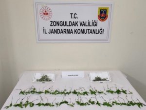 Kdz. Ereğli’de 92 Kök Hint Keneviri Ele Geçirildi