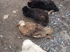 Sokak Köpekleri Onlarca Kümes Hayvanını Telef Etti