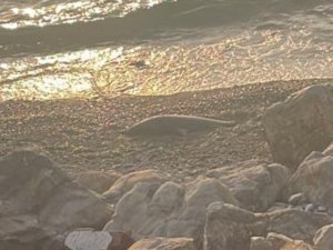 Zonguldak’ta Ölü Yunus Karaya Vurdu